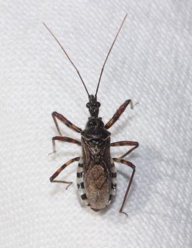 Réf. 299 066 : Sphedanolestes sp.